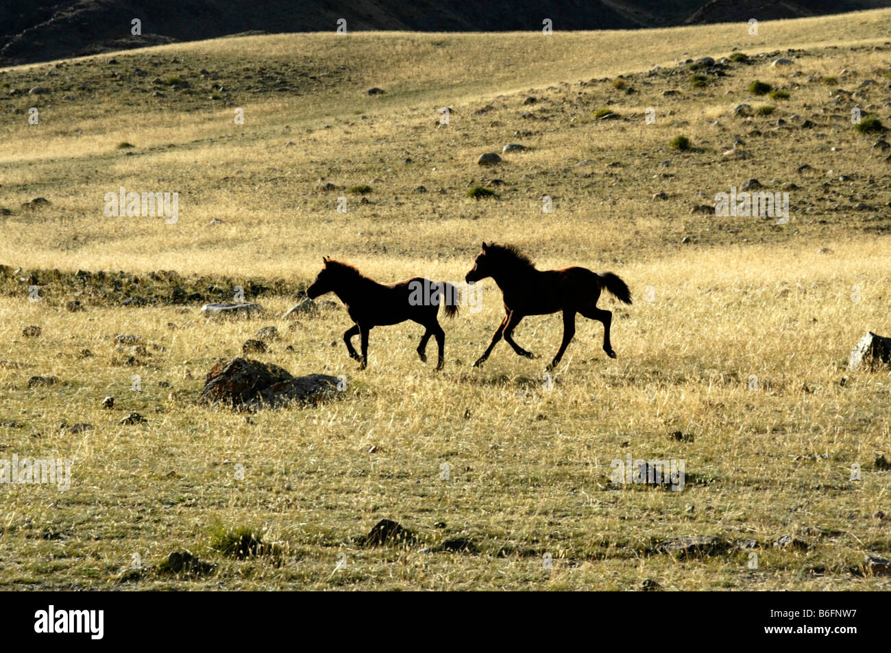Zwei junge Pferde laufen in der Steppe im Spiel von Licht und Schatten, Karkhiraa, mongolischen Altai-Gebirge in der Nähe von Ulaangom, Uvs Stockfoto