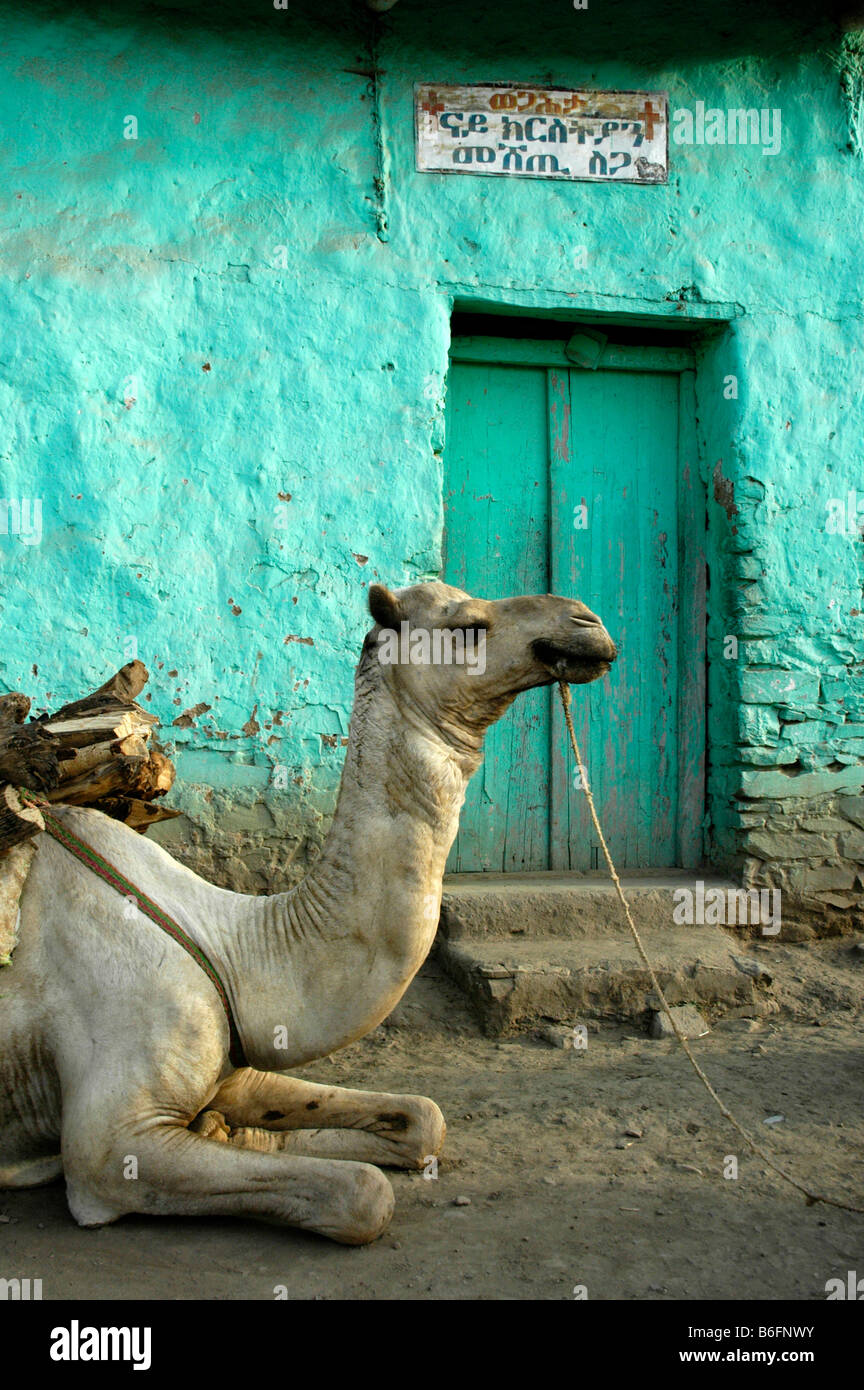 Kamel ruht auf dem Boden vor einem grün lackiert, Gebäude, Axum, Äthiopien, Afrika Stockfoto