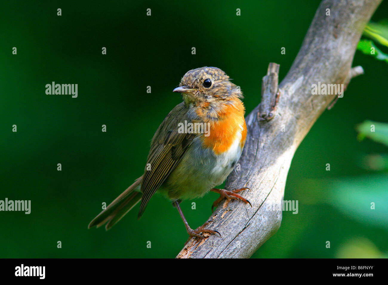 Junge Rotkehlchen (Erithacus Rubecula), teilweise Rote Gefieder Stockfoto