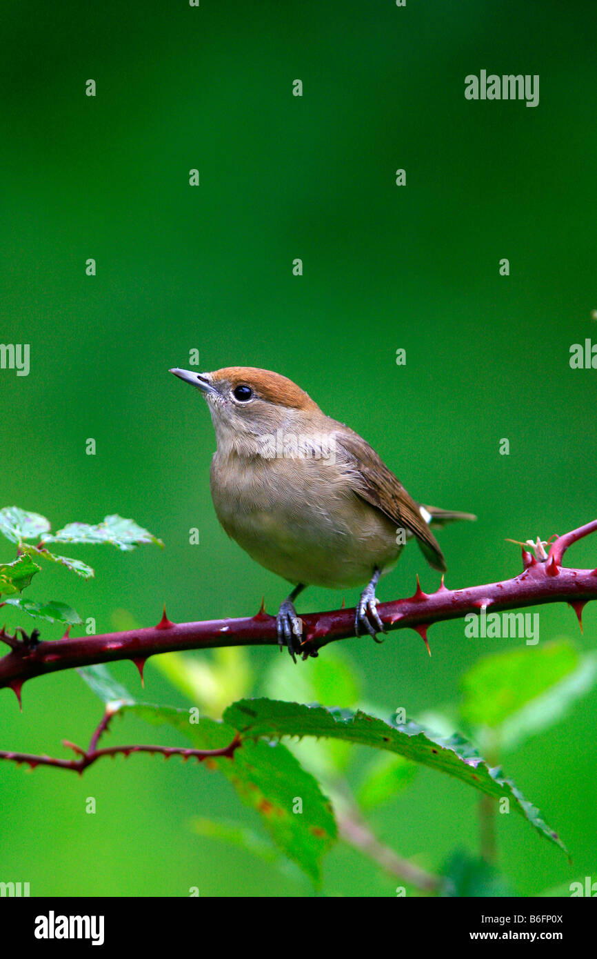 Weibliche Mönchsgrasmücke (Sylvia Atricapilla) Stockfoto