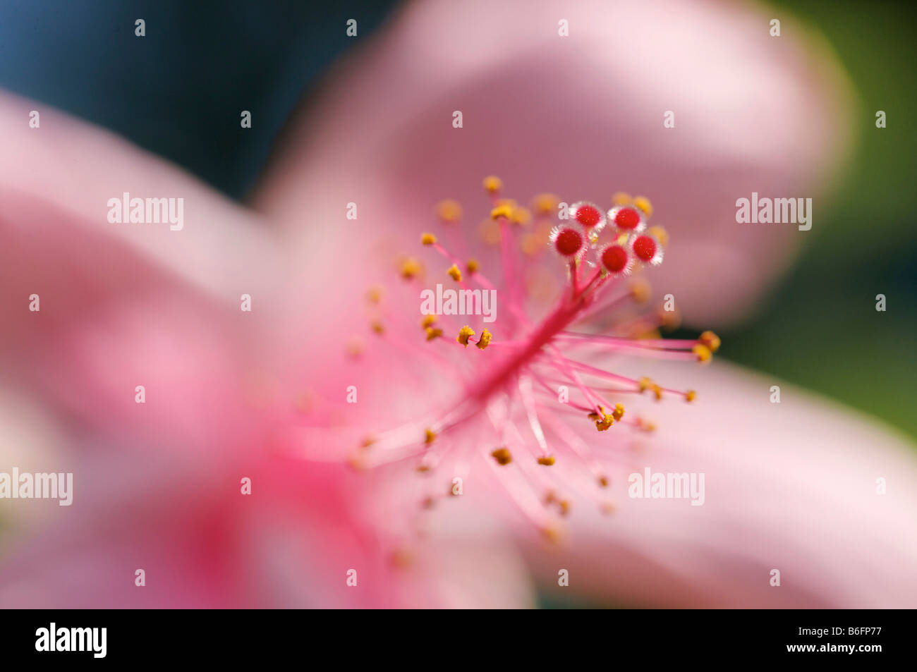 Hibiskusblüte (Hibiscus) Stockfoto