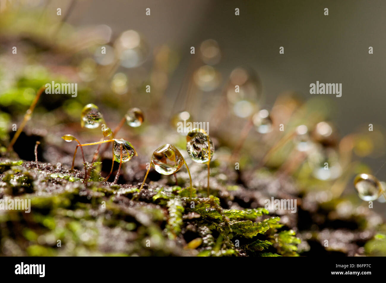 Makro von Moos Sporen mit Wassertropfen Stockfoto