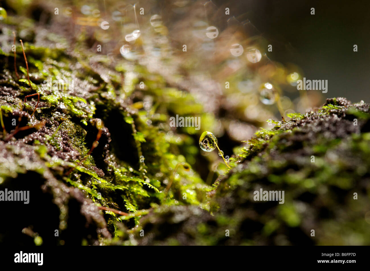 Makro von Moos Sporen mit Wassertropfen Stockfoto