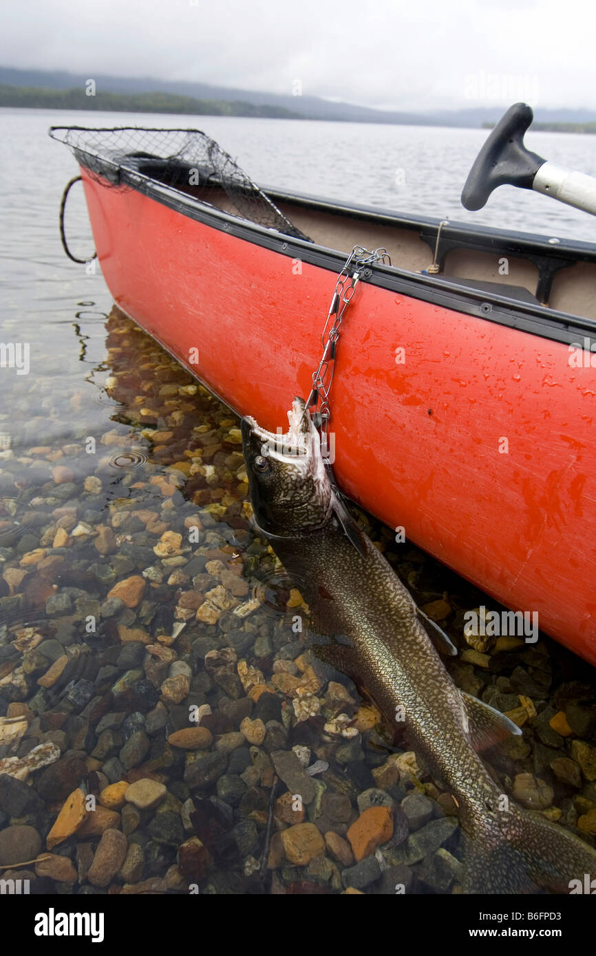 Die Fischer fangen, Trophy Seeforellen (Namaycush Fischerei), auf ein Stringer, rote Kanu, Big Salmon Lake, Yukon Territorium, Kanada Stockfoto