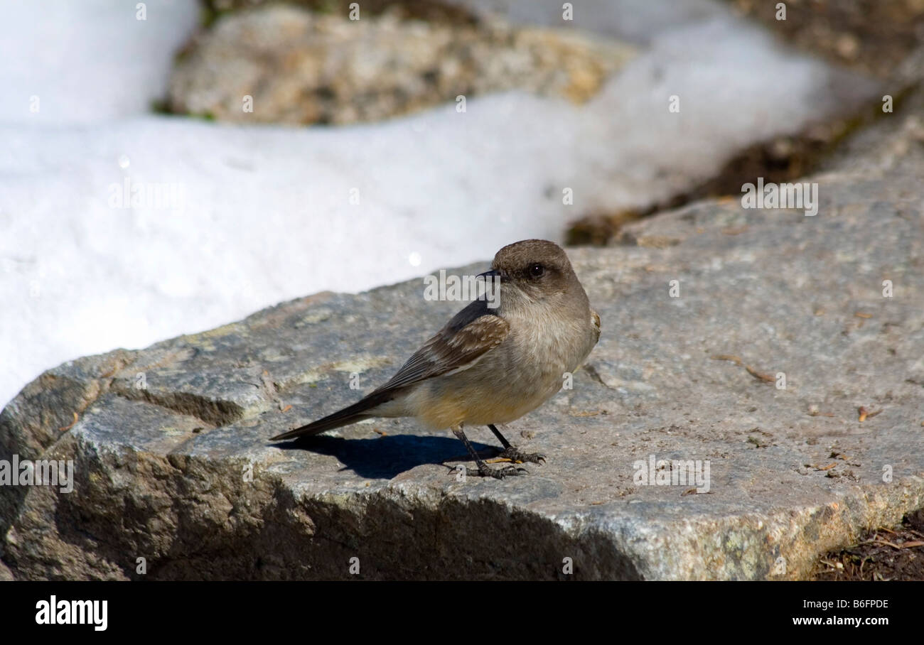 Say'sche Phoebe (Sayornis Saya), Chilkoot Trail, Chilkoot Pass, British Columbia, b.c., Kanada, Nordamerika Stockfoto