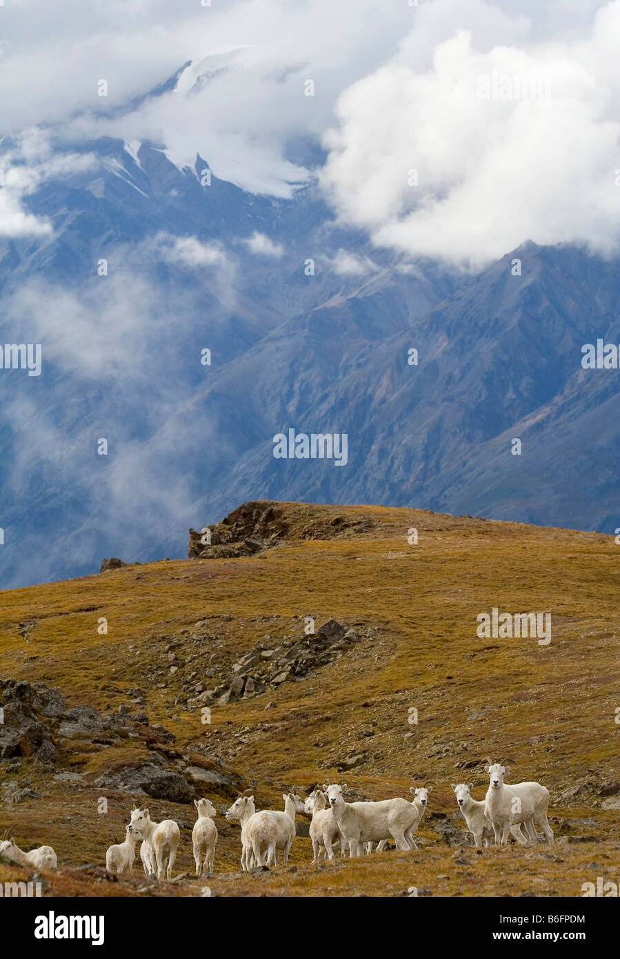 Gruppe von Dall-Schafe (Ovis Dalli) auf einer Almwiese, Hoge Pass St. Elias Bergen im Hintergrund, Donjek Route, Kluane National Park Stockfoto