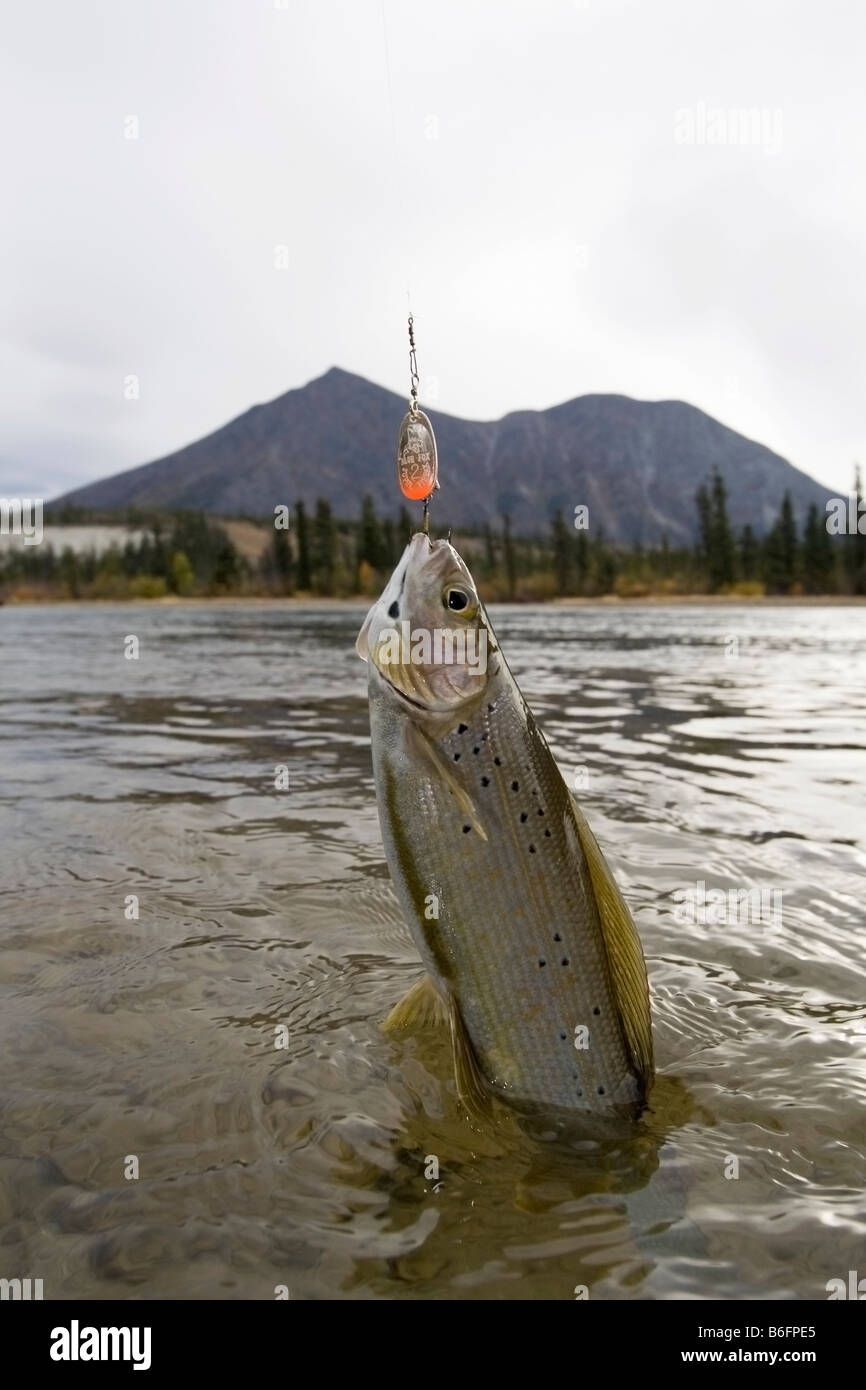 Arktische Äsche (Thymallus Arcticus) gefischt, Spinner, Takhini River, Herbstfarben, Yukon Territorium, Kanada, Nordamerika Stockfoto