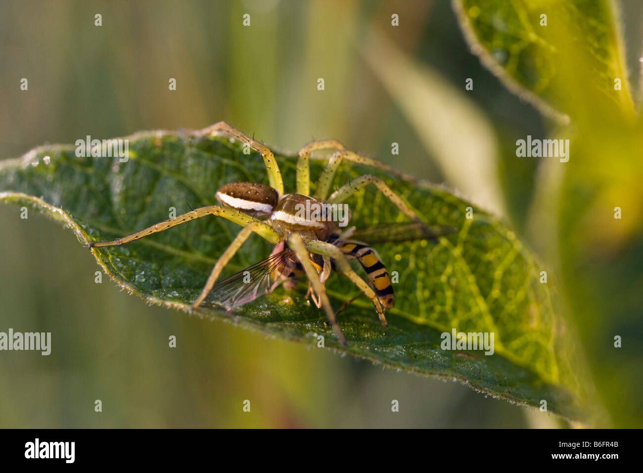 Raft Spider (Dolomedes Fimbriatus) mit Beute, Bayern, Deutschland, Europa Stockfoto