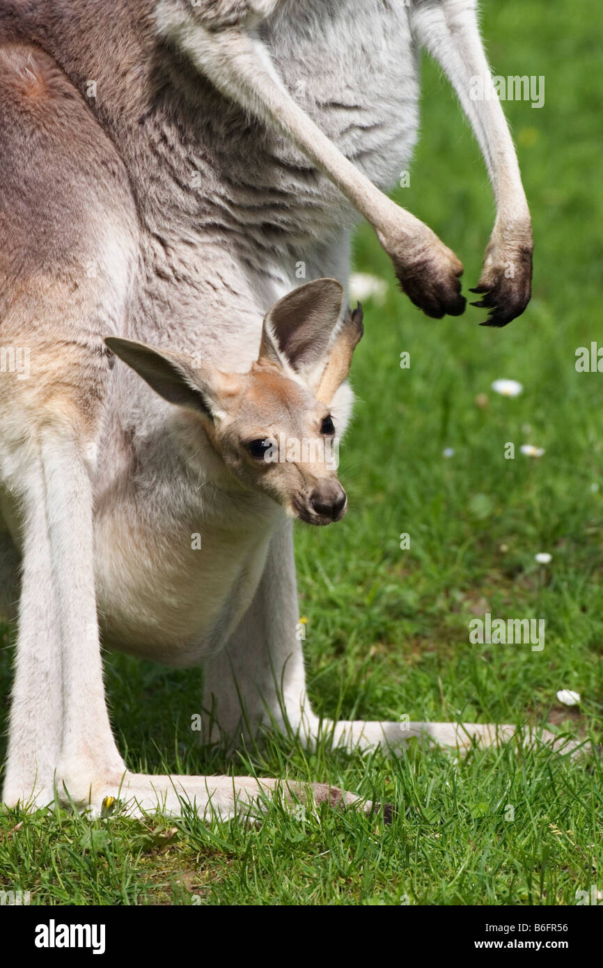 Roter Känguruh (Macropus Rufus), Joey im Beutel, gefangen im zoo Stockfoto