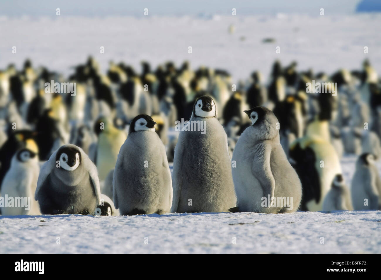 Kaiserpinguine (Aptenodytes Forsteri), Küken, Antarktis Stockfoto