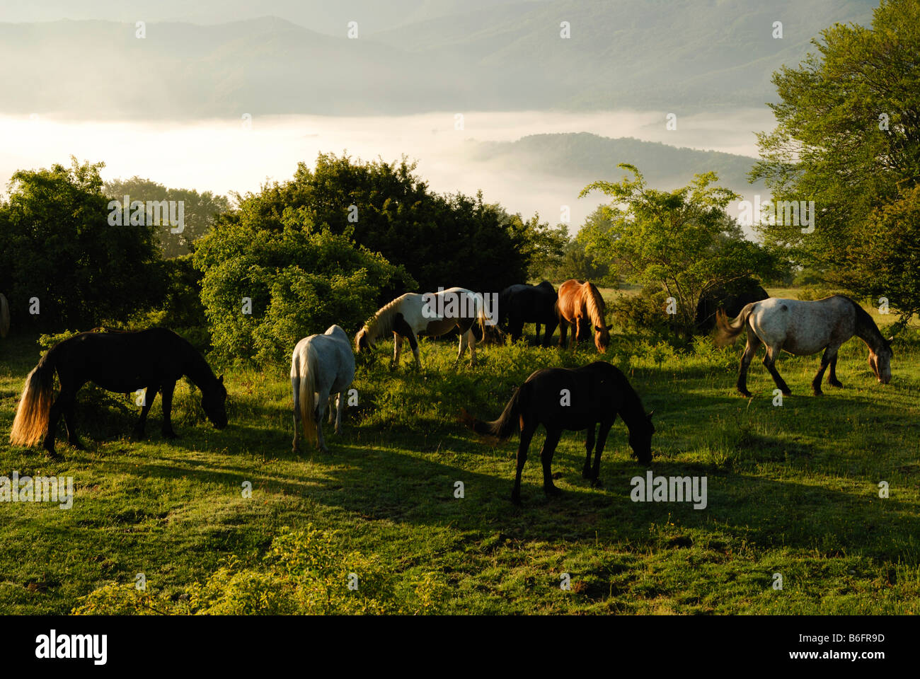 Wildpferde grasen, Gran Sasso, Abruzzen, Italien, Europa Stockfoto