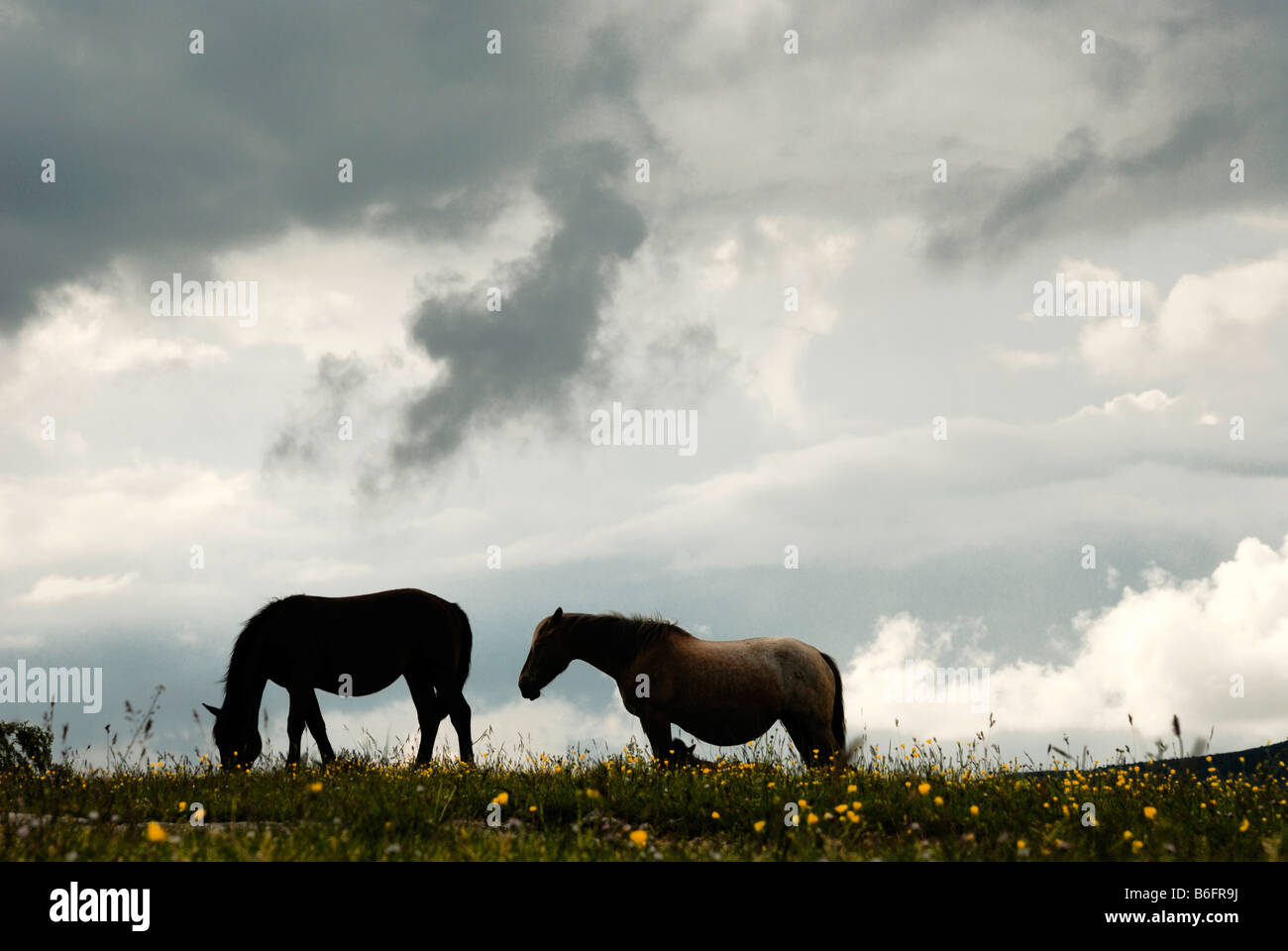 Wilde Pferde in Bergwiesen, Gran Sasso, Abruzzen, Italien, Europa Stockfoto
