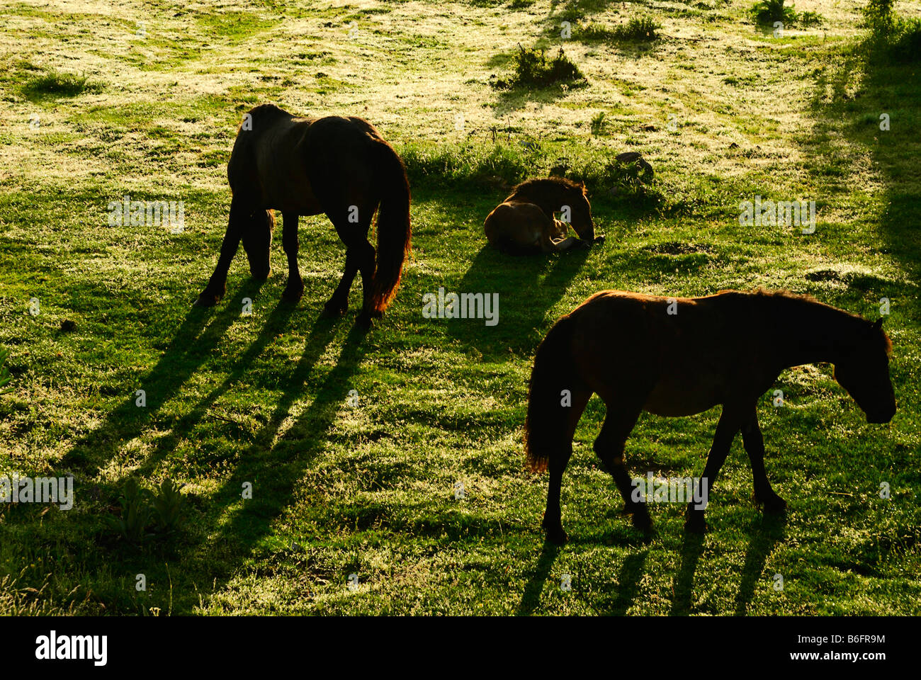 Wilde Pferde in Bergwiesen, Gran Sasso, Abruzzen, Italien, Europa Stockfoto