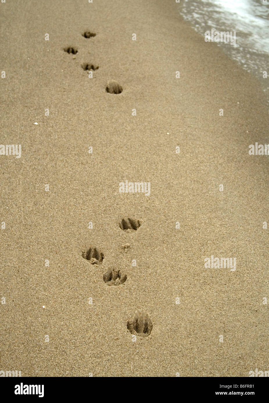 Hund-Spuren im sand Stockfoto