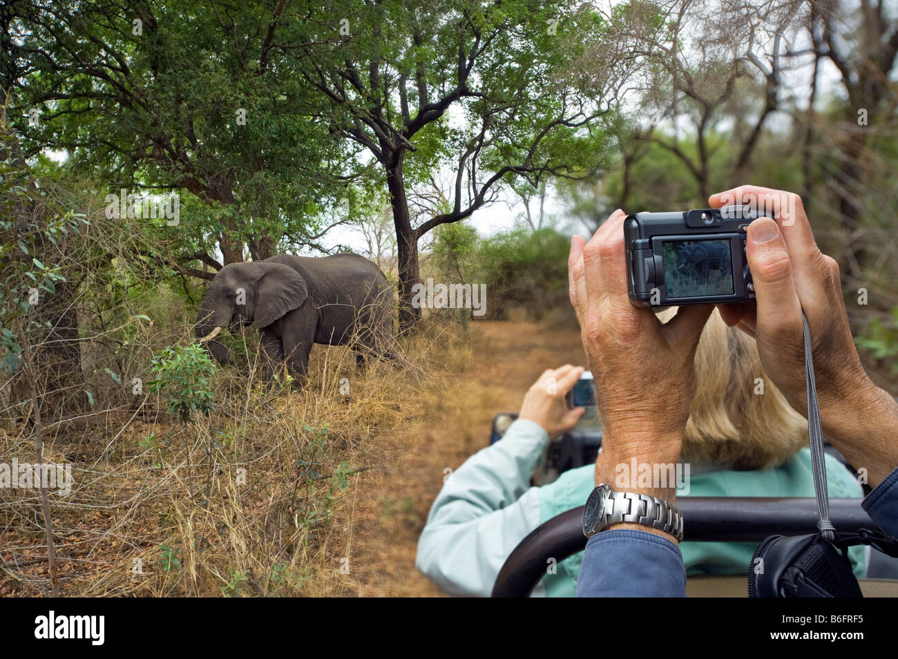 Pirschfahrt Abenteuer Südafrika Jeep Menschen SAFARI Auto Bus Kleinbus Süd-Afrika Elefant Foto Kamera Fahrzeugdisplay Stockfoto