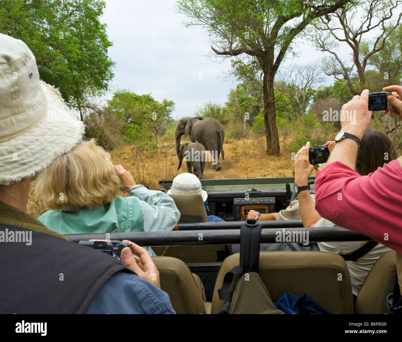 Pirschfahrt Abenteuer Südafrika Jeep Fahrzeug Menschen SAFARI Auto Bus Kleinbus Süd-Afrika Elefant Kreuzung Tier wilde Spiel driv Stockfoto