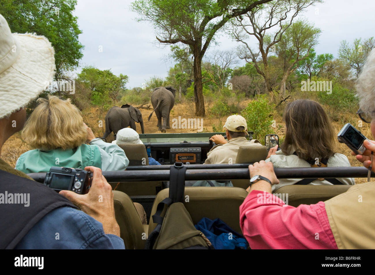 Pirschfahrt Abenteuer Südafrika Jeep Fahrzeug Menschen SAFARI Auto Bus Kleinbus Süd-Afrika Elefant Kreuzung Tier wilde Spiel driv Stockfoto