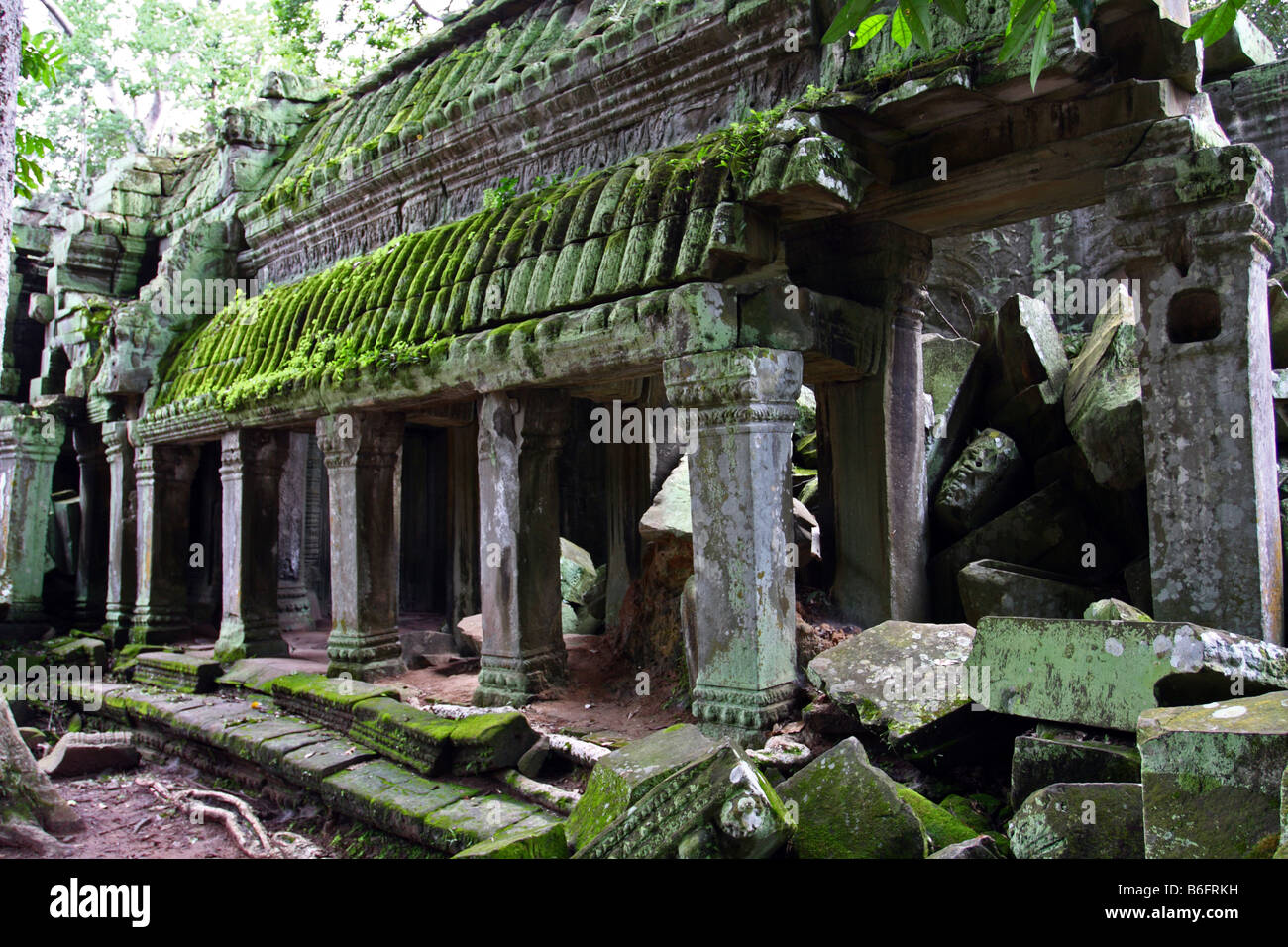 Ruinen der Tempel Ta Prohm, Angkor Wat, Kambodscha Stockfoto