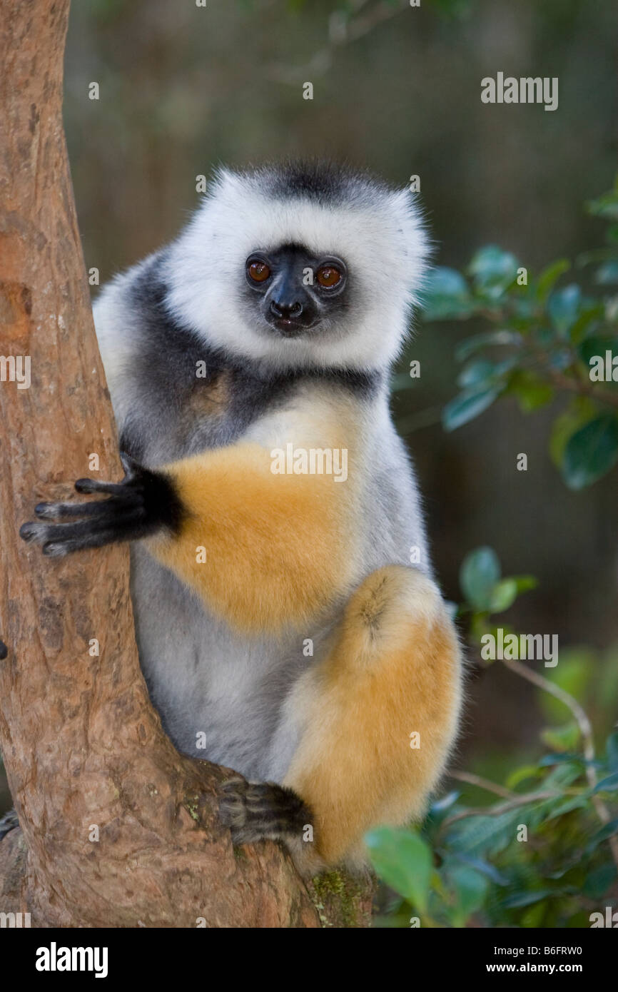 Matrizengeformte Sifaka Madagaskar Stockfoto