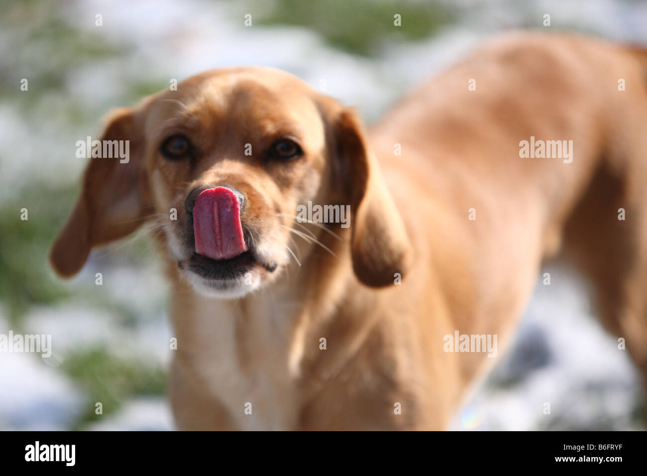 Ein Hund benetzt seine Nase an einem kalten Wintertag mit einer schlürfen der Zunge Stockfoto