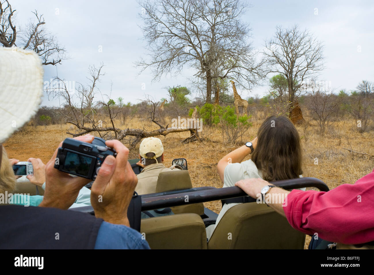 Pirschfahrt Abenteuer Südafrika Jeep Fahrzeug Menschen SAFARI Auto Bus Kleinbus Süd-Afrika Elefant Kreuzung Tier wilde Spiel driv Stockfoto