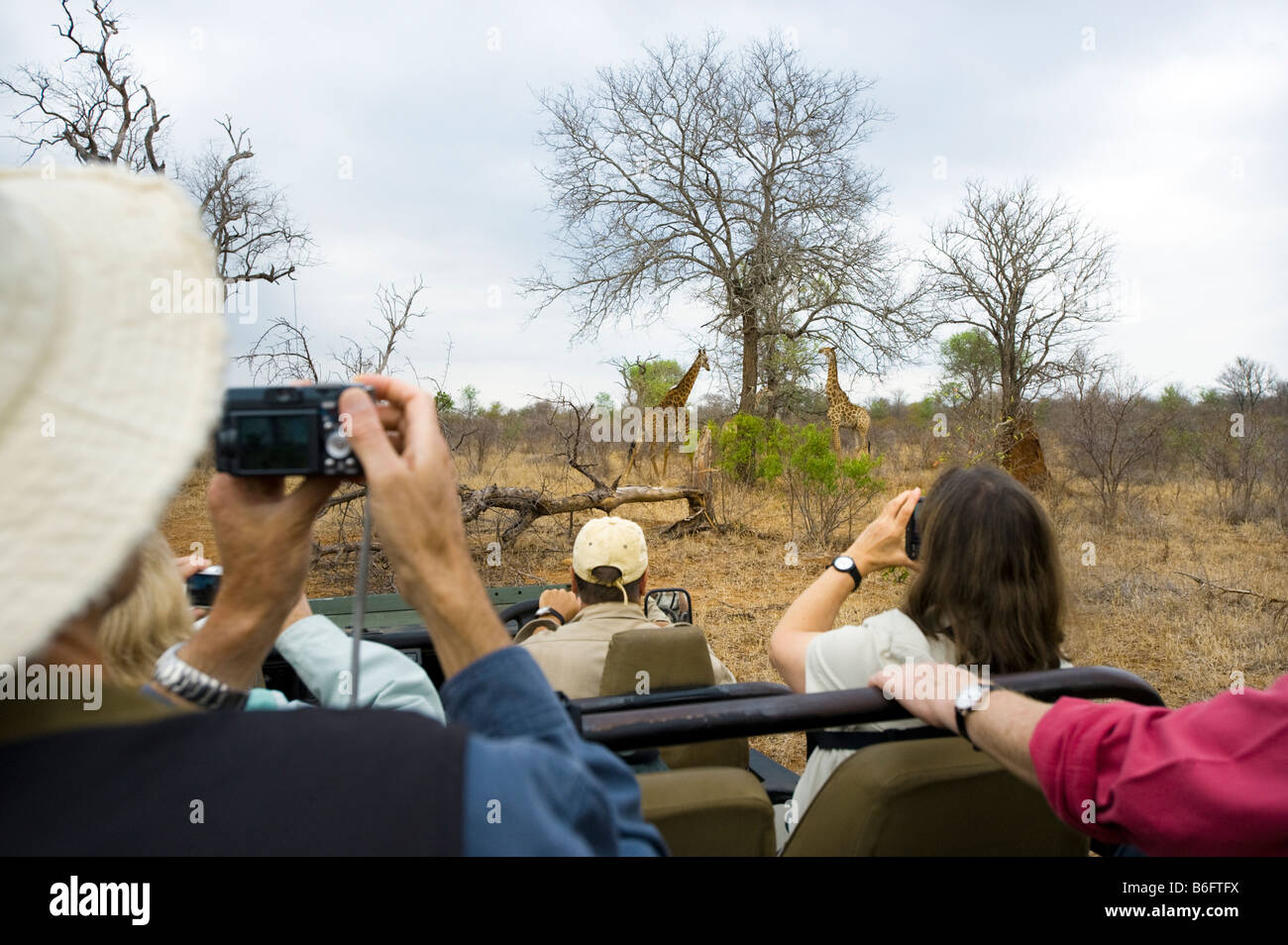 Pirschfahrt Abenteuer Südafrika Jeep Fahrzeug Menschen SAFARI Auto Bus Kleinbus Süd-Afrika Elefant Kreuzung Tier wilde Spiel driv Stockfoto