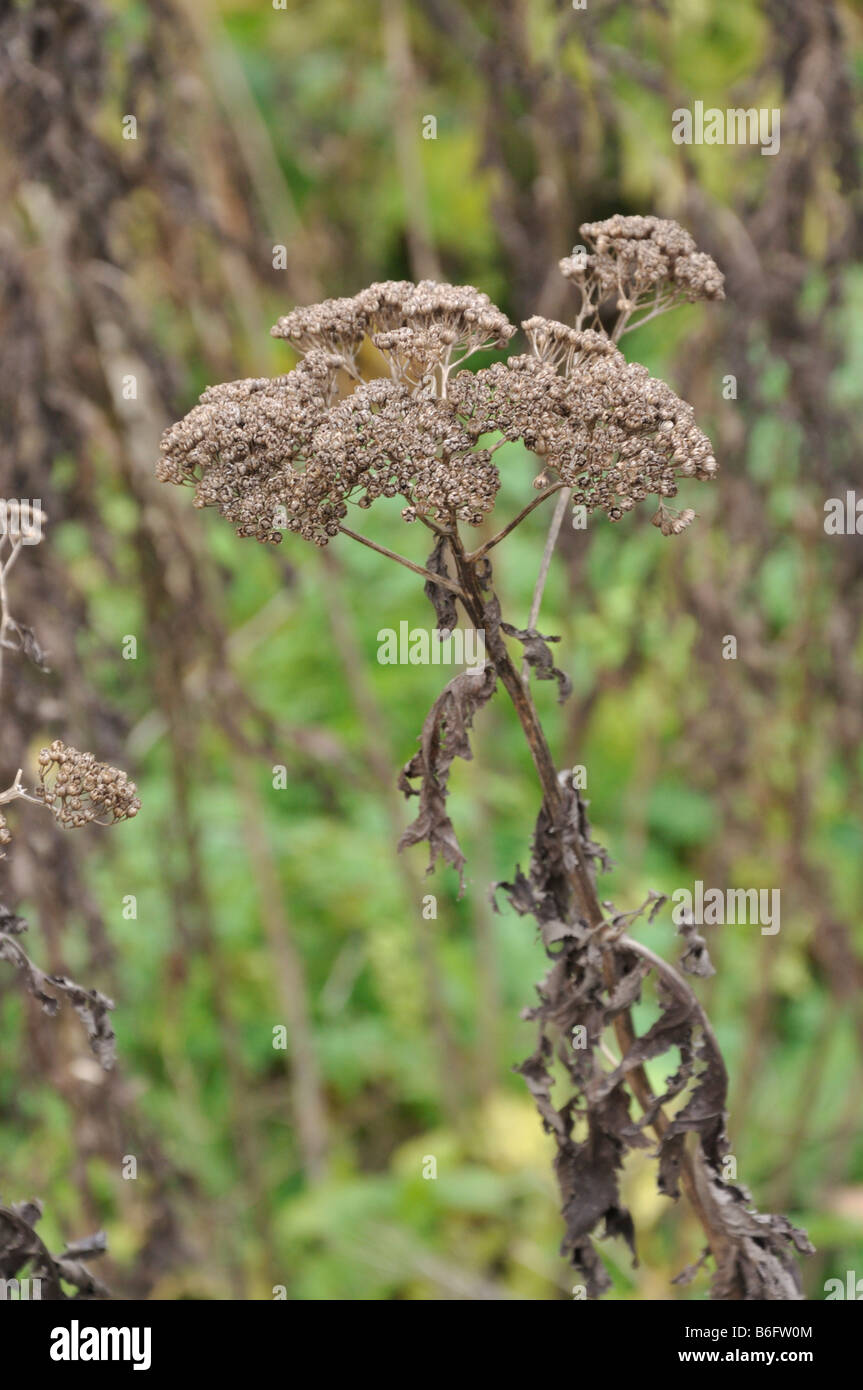 Geröntgt Rainfarn (tanacetum macrophyllum) Stockfoto