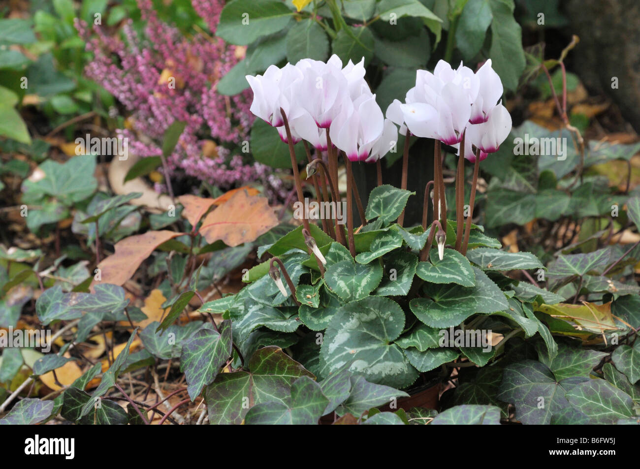 Persische Alpenveilchen (Cyclamen persicum) und gemeinsame Efeu (Hedera helix) Stockfoto