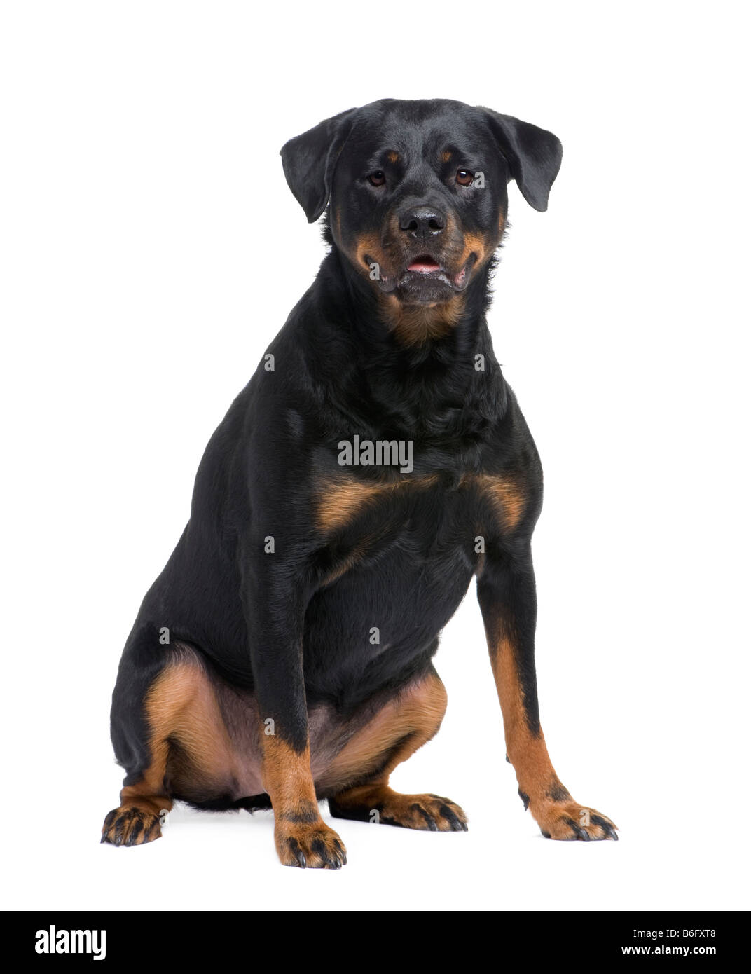 Rottweiler 3 Jahre vor einem weißen Hintergrund Stockfoto