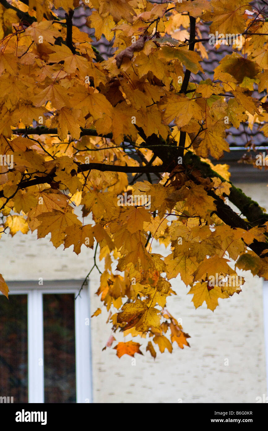 Österreich Perbersdorf Ahornbaum im österreichischen Herbst Stockfoto