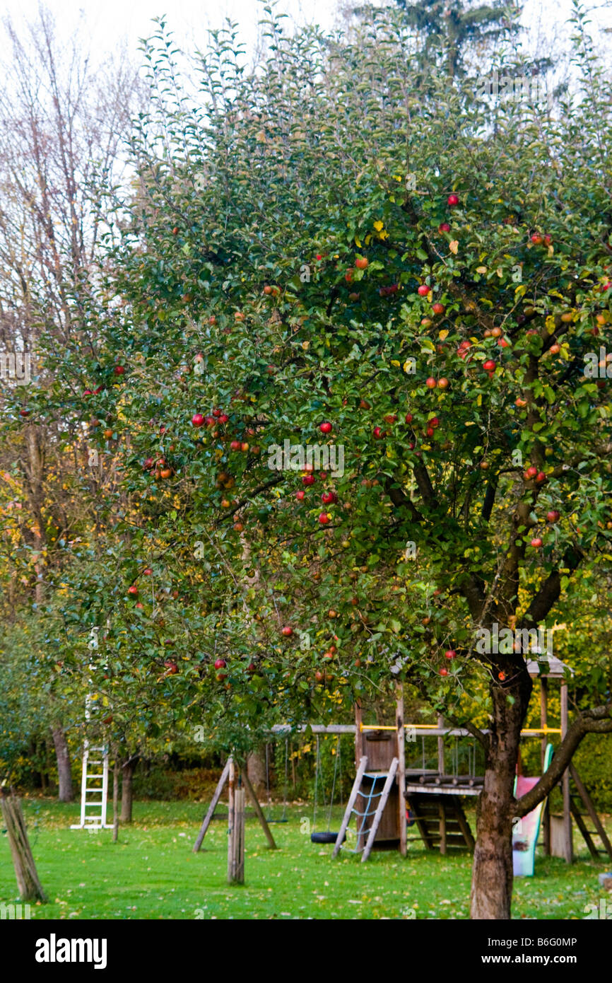 Österreich Perbersdorf Apfelbaum Stockfoto