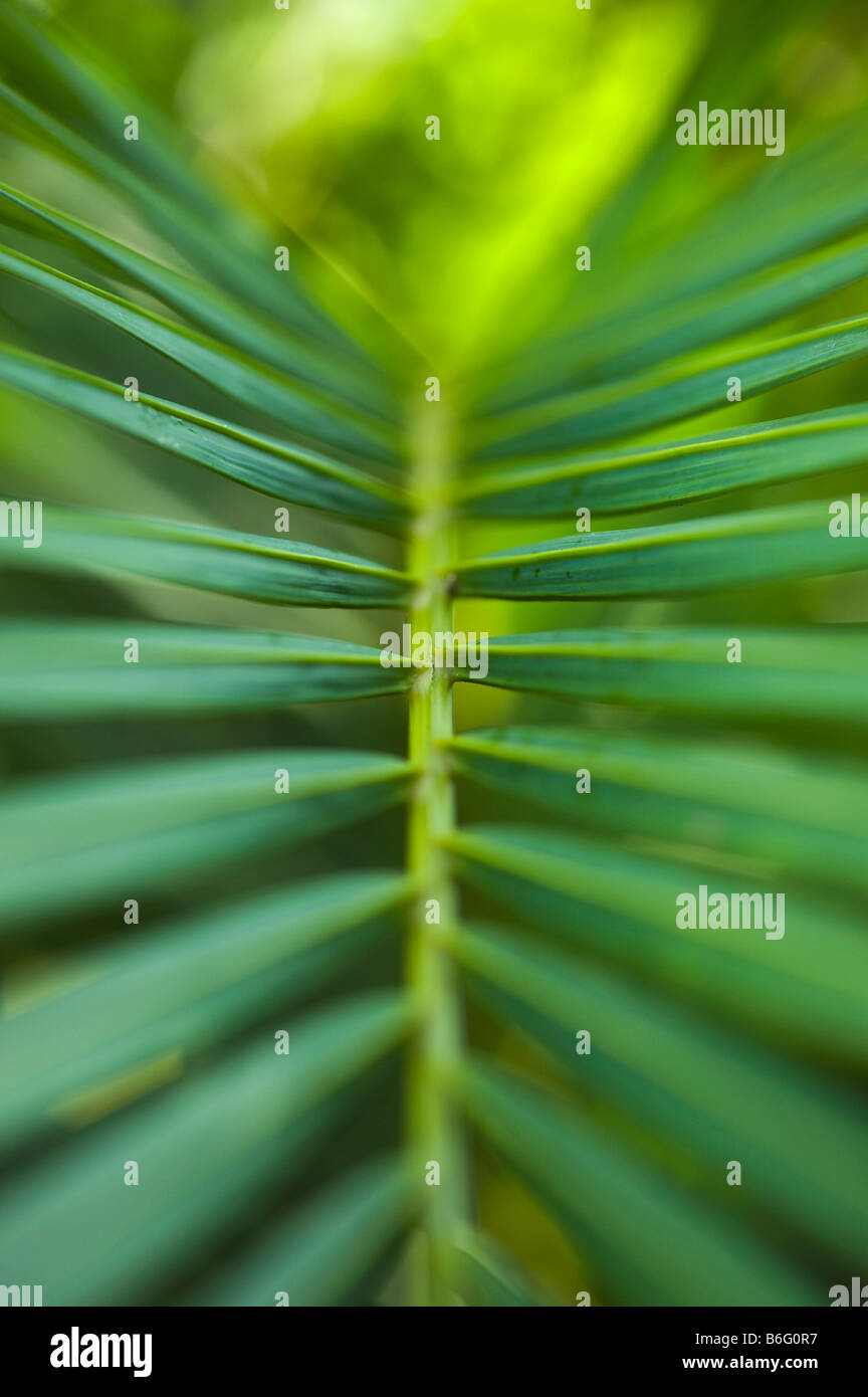 Roystonea Regia. Royal Palm Baum Blatt Zusammenfassung. Andhra Pradesh, Indien Stockfoto