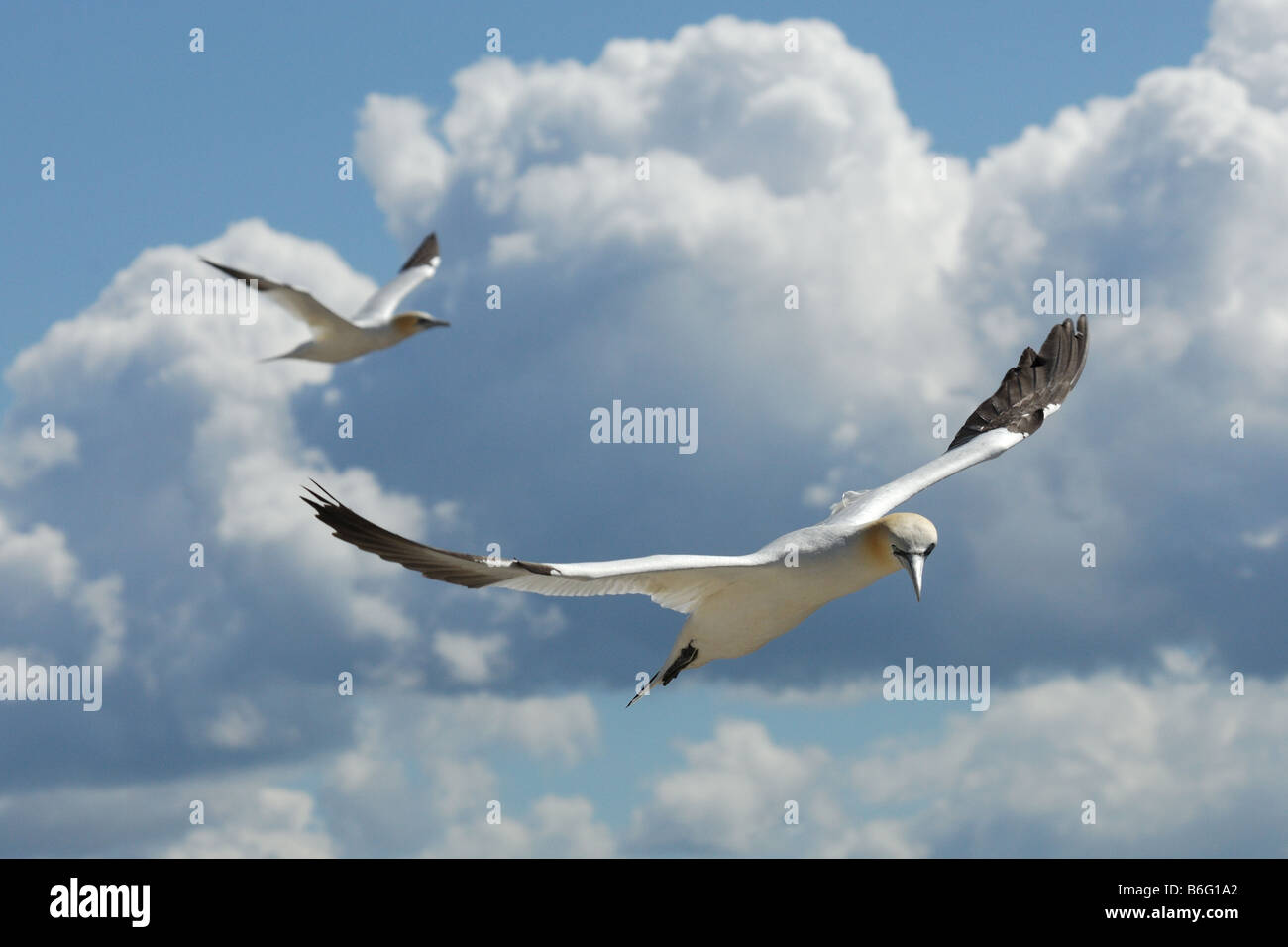 Sula Sula Bassana Bobby Tölpel Pelicaniformi Vogel Uccelli Klippe Scogliera Bass Rock Edinburgh Edimburgo Vereinigtes Königreich re Flug Stockfoto