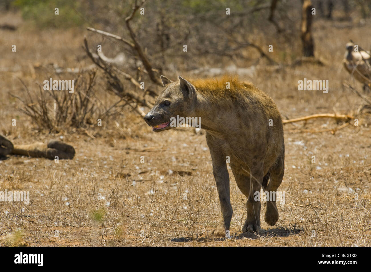 wild wild entdeckt ZERBEISSEN AAS Essen, Süd-Afrika Südafrika Essen feed Fütterung Scavenger Giraffe AAS Esser feede Stockfoto