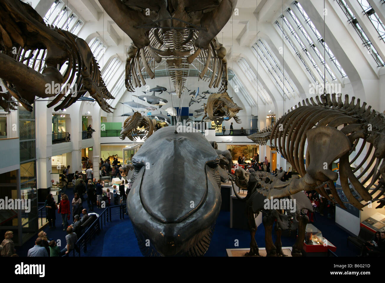 Meereslebewesen Hall Netural History Museum London mit Wal-Skelett Volksgruppe zu Fuß UK England Stockfoto