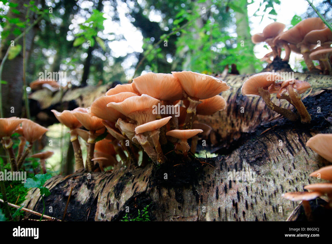 Lactarius Atlanticus Milkcap Fruchtkörper wachsen auf Totholz unten GAP Pilz Pilze Gruppe Pilz Niederlande Stockfoto