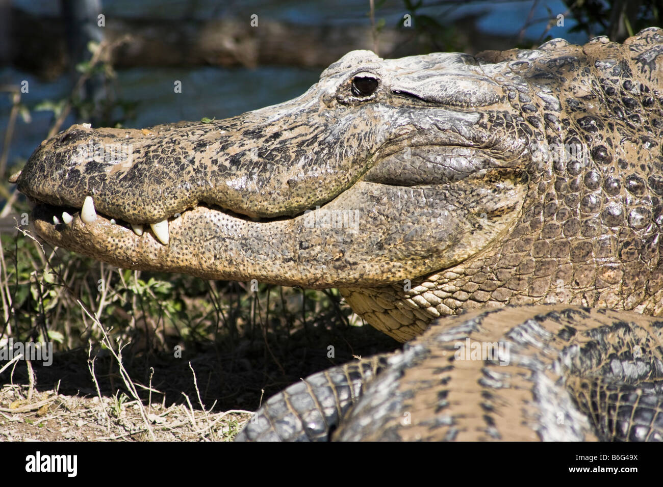 Lächelnde Aligator Everglades Nationalpark Florida Stockfoto