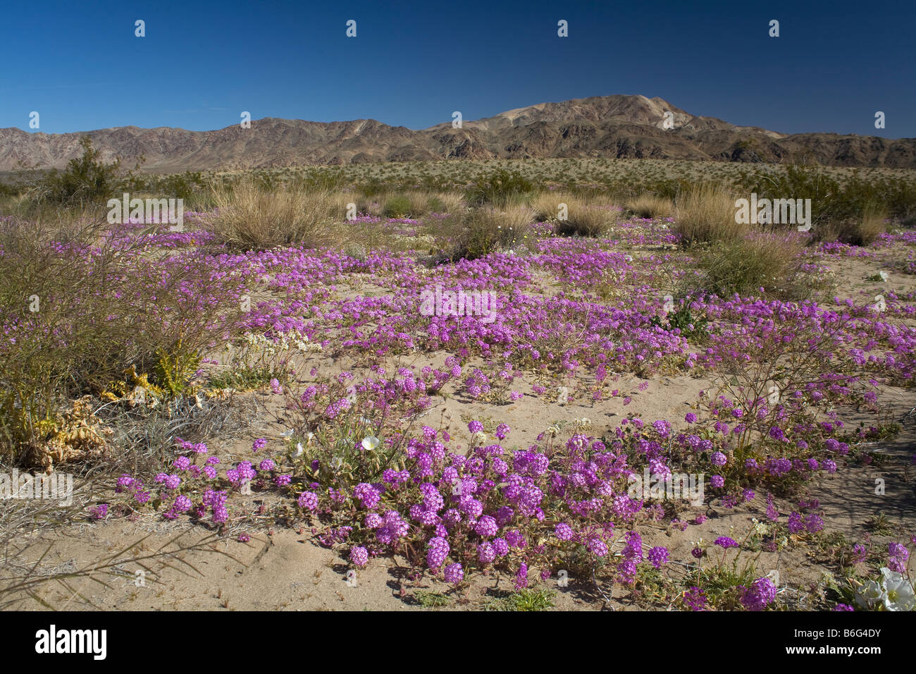 Kalifornien Sand Verbene blühen im Pinto Basin mit Pinto-Berge in der Ferne; Joshua Tree Nationalpark Stockfoto