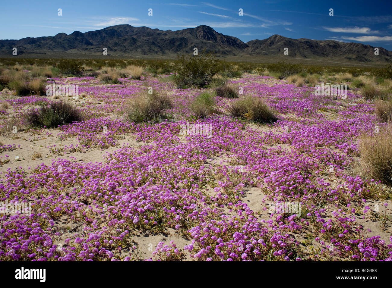 CALIFORNIA-Sand Verbene blühen im Pinto Basin mit Pinto-Berge in der Ferne Joshua Tree Nationalpark. Stockfoto