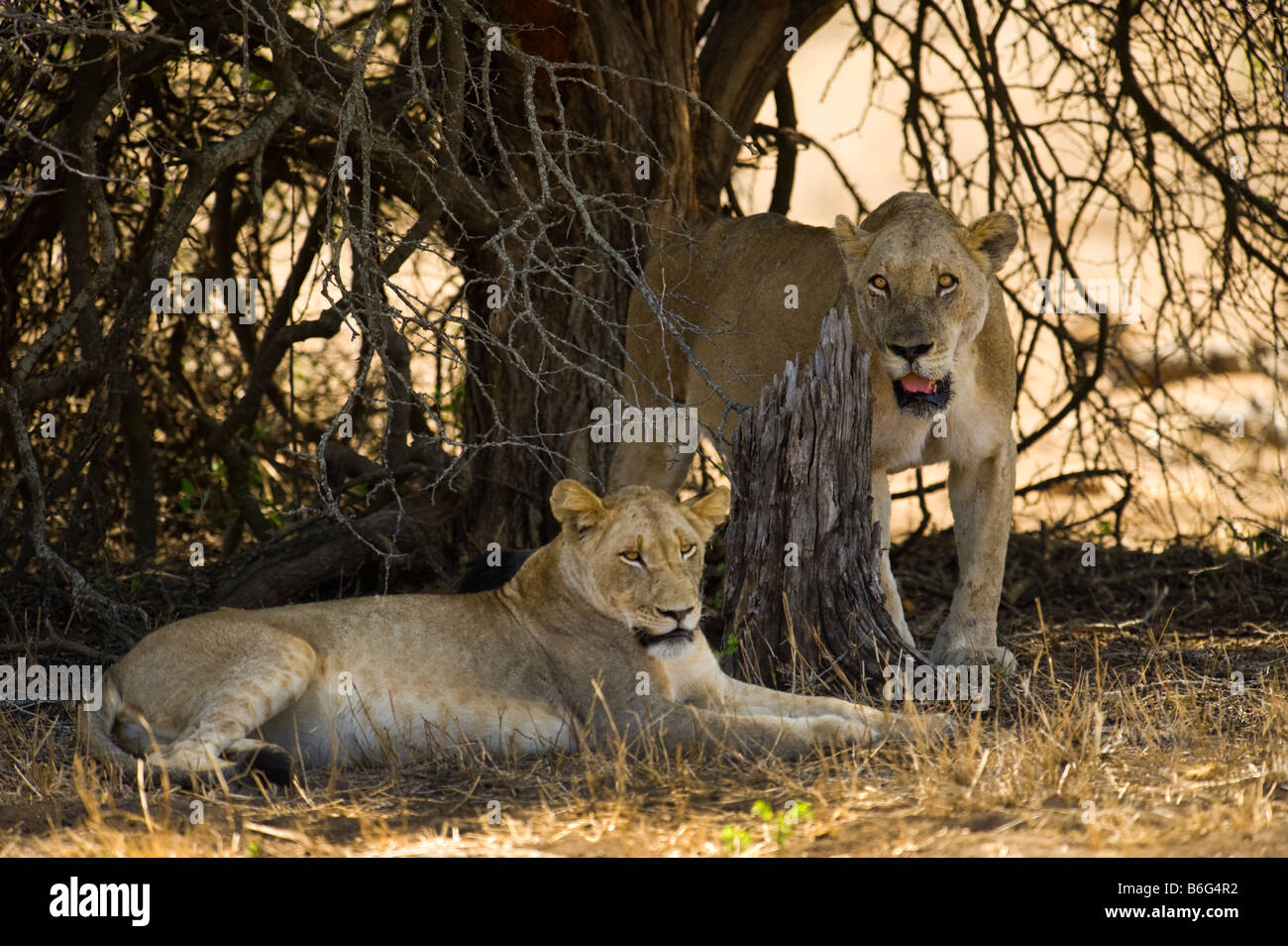 Wald-Wildlife wild Löwe weiblich unter Baum Schatten liegenden Panthera Leon Krüger NP Süd-Afrika Südafrika essen Feed füttern Stockfoto