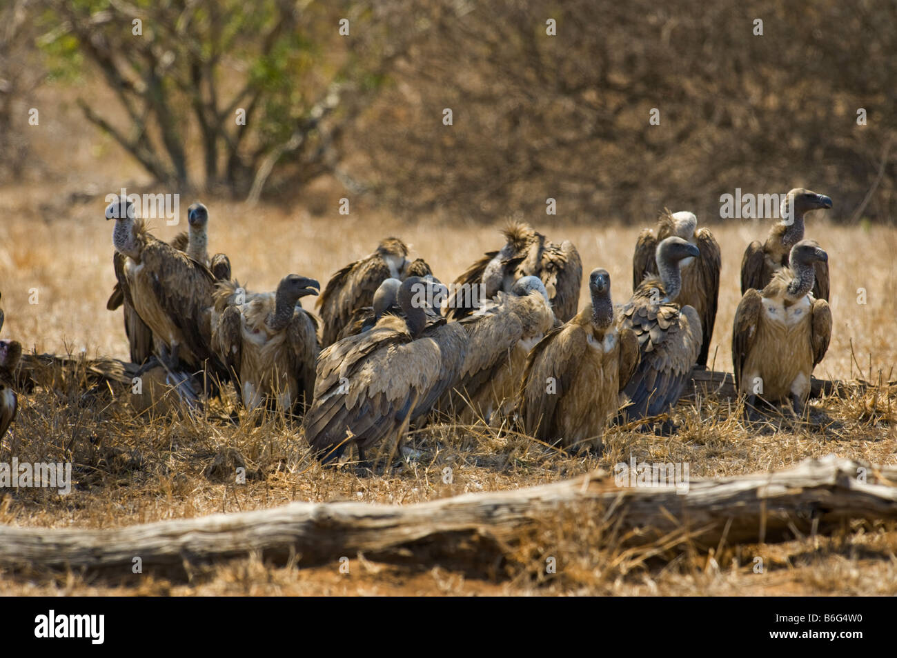 wilde Tierwelt warten viel viele Geier Vulture AAS Essen Süd-Afrika-Südafrika, warten in den Schatten-Schnitzeljagd Stockfoto