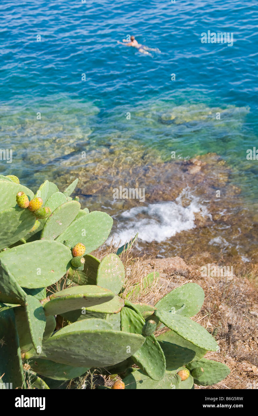 Frau, Schwimmen im Mittelmeer, Insel Elba, Toskana, Italien, Kaktus im Vordergrund. Stockfoto