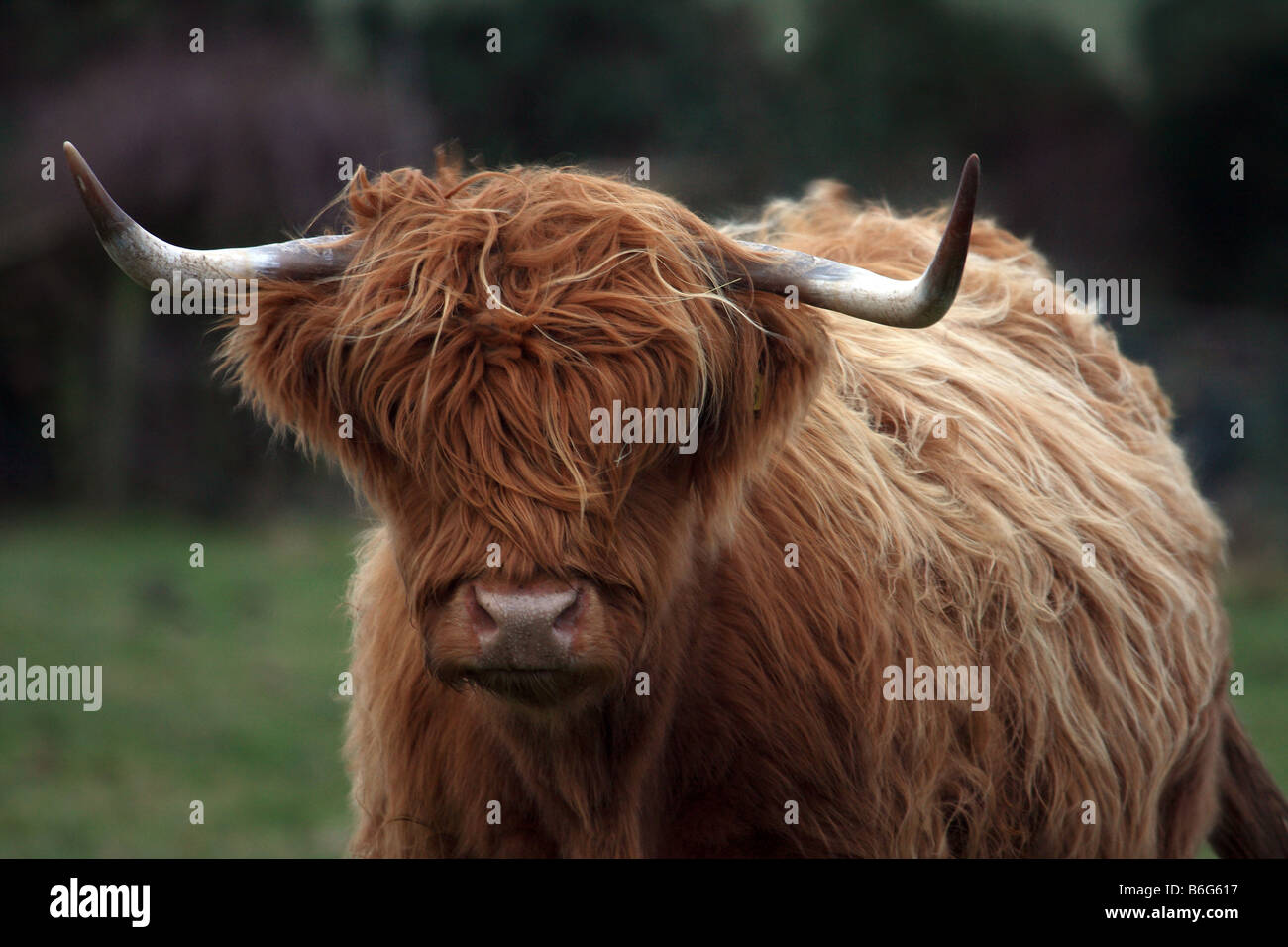 Ein Stier Highland Kuh Teil der Munlochy Herde Stockfoto