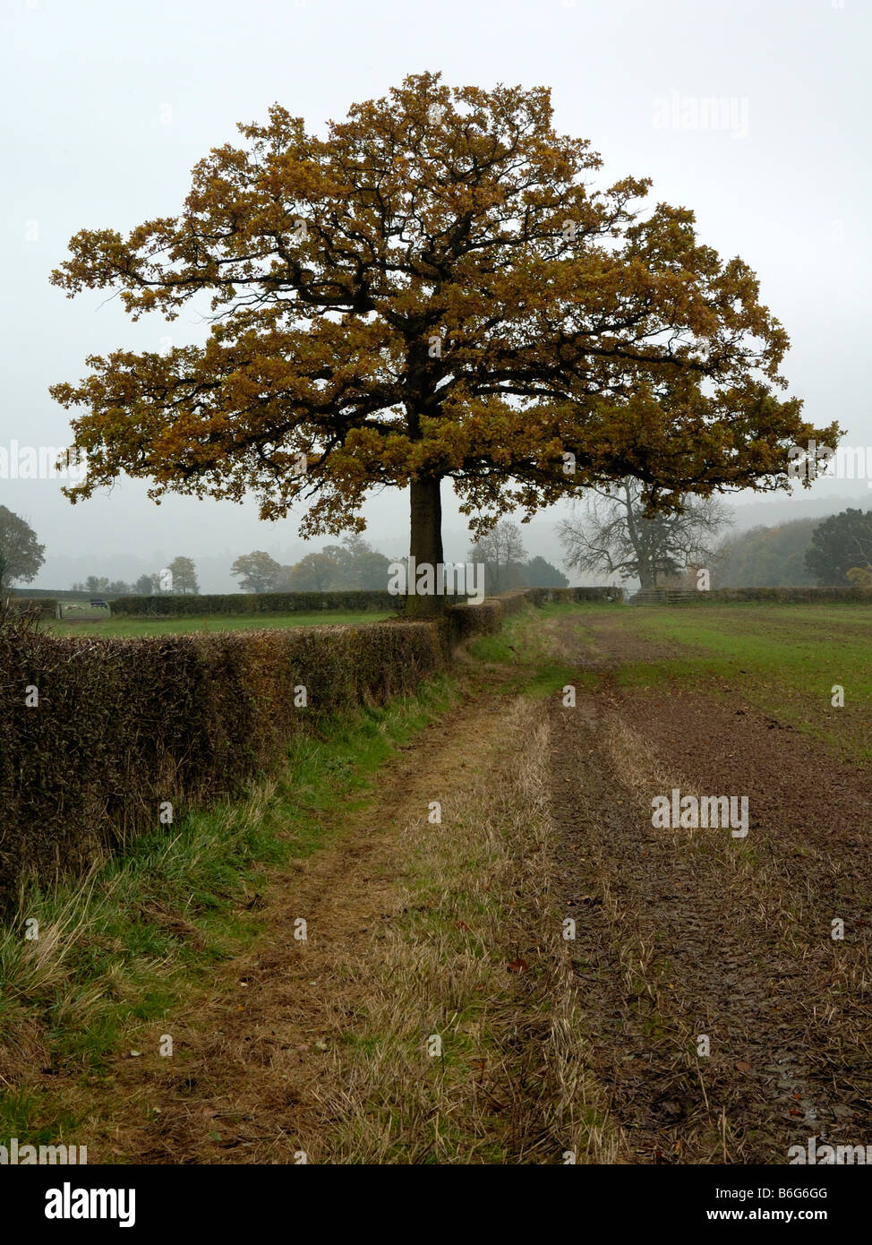 Traubeneiche, Quercus petraea Stockfoto