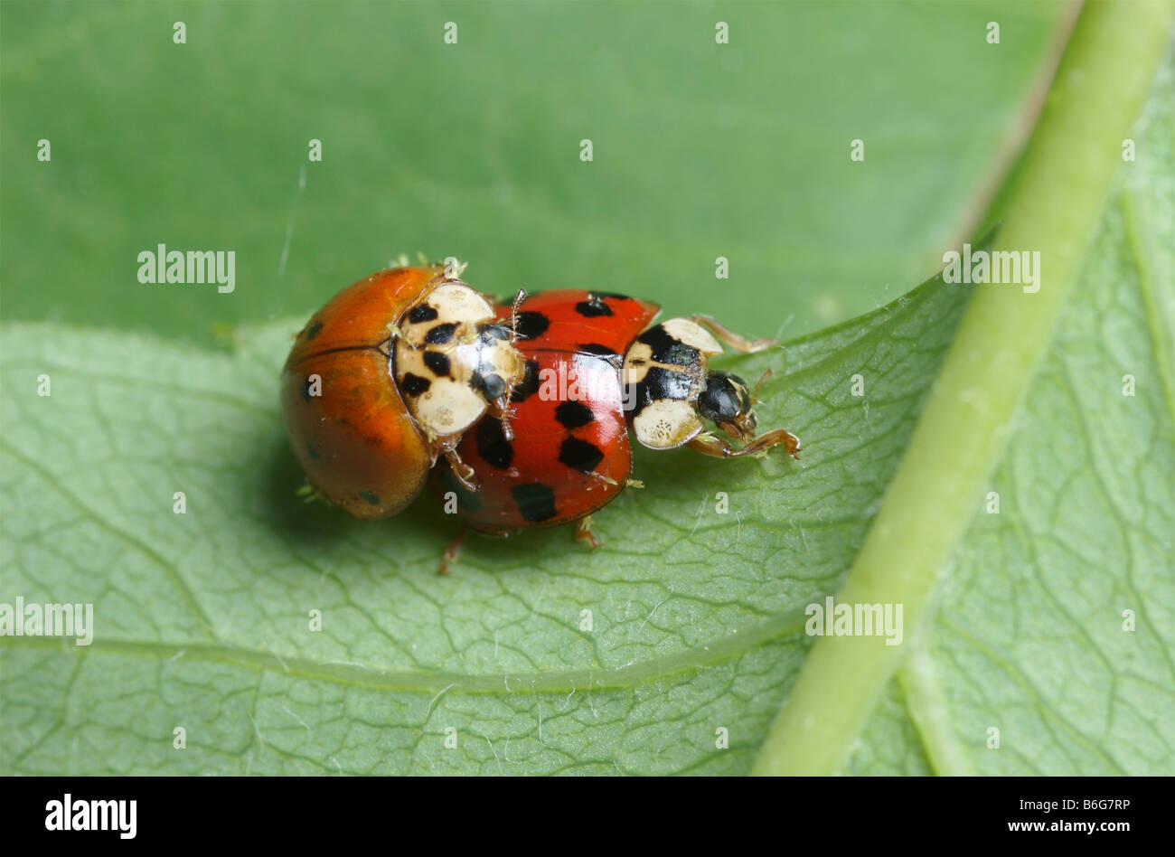 Bunte asiatische Dame Käfer Paarung auf einem grünen Blatt. Stockfoto