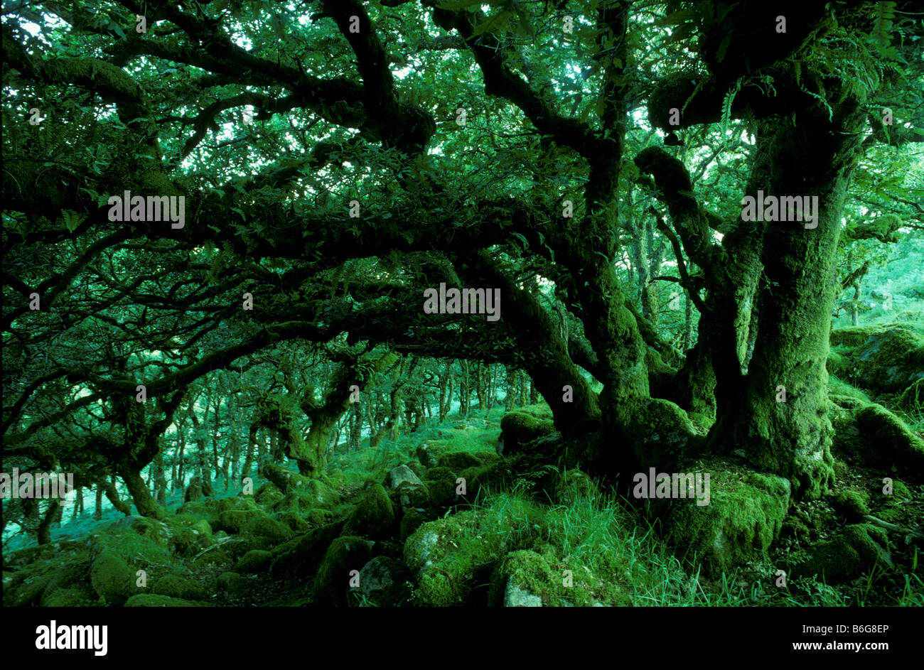 Wistmans Holz ein Überbleibsel der alten Wälder oder Wildwood in Dartmoor National Park Devon England Stockfoto