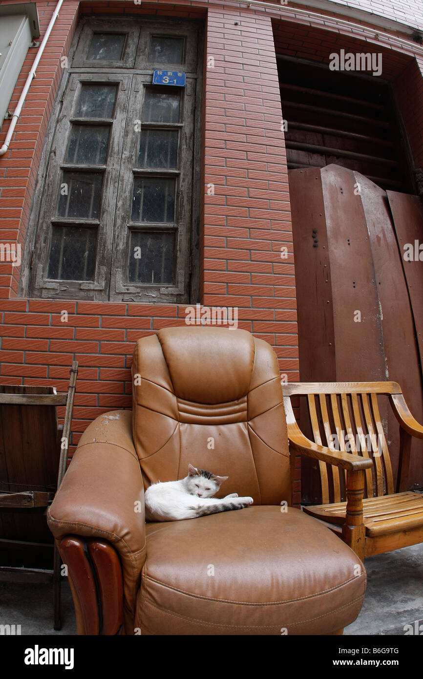 Weiße Katze schlafen im Ledersessel auf der Straße vor der alten Haus in alten kantonesische Gasse Weg Stockfoto