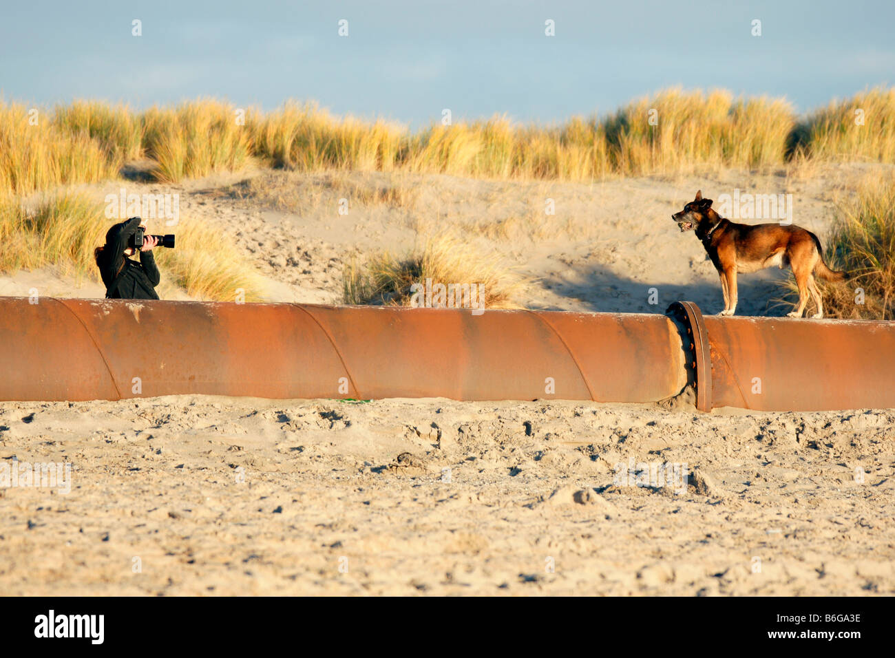 Junge Frau fotografieren Hund posiert auf rostigen Pipeline Sandstrand Horizont unter blauem Himmel unter gelben Grases Stockfoto