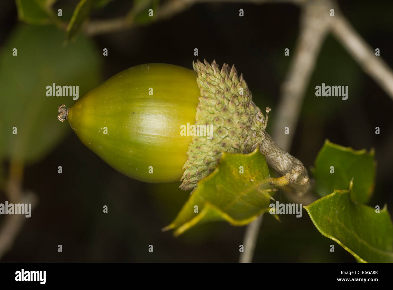 Detailansicht einer Eichel Steineiche (Quercus Ilex) Stockfoto