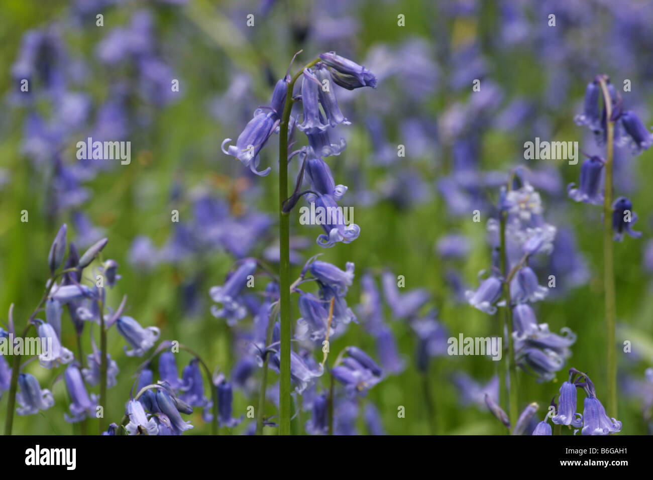 Glockenblumen Endymion non Scriptus wächst im Wald getroffen kann Ashridge Hertfordshire UK Stockfoto